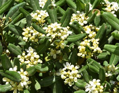 Valencian portakal çiçekleri. Malta portakal çiçekleri. Narenciye-sinensis meyve tatlı bir turuncu olarak kabul edilir