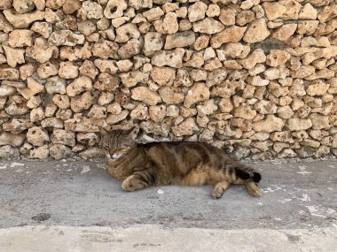 Güneşte uyuyan iki kedi. Kahverengi kedi barda güneşte dinlenirken, yanında uyuyan zencefilli kedi. Valletta, Malta. Malta kedileri. Güneşte dinlenen kedi