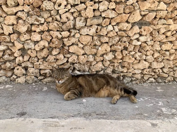 Two cats sleeping on a sun. Brown cat relaxing on a sun in the bar, ginger cat sleeping near by. Valletta, Malta. Maltese cats. Cat relaxing on a sun
