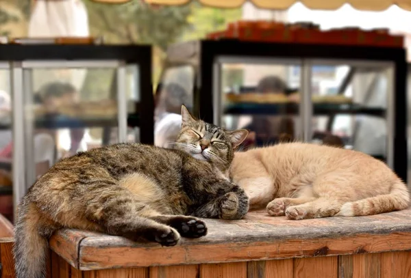 Two Cats Sleeping Sun Brown Cat Relaxing Sun Bar Ginger — Stock Photo, Image