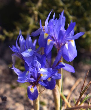 Mor mavi iris çiçek bulanık arka planda izole. Malta Flora. Iris çiçeği. Violet Çiçek yakın. Bahar arka planı
