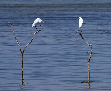 Büyük beyaz Egret. 2 büyük beyaz ak balıkçıl kuşlar denizde kuru bir ağaçta dinleniyor. Malezya kuşlar