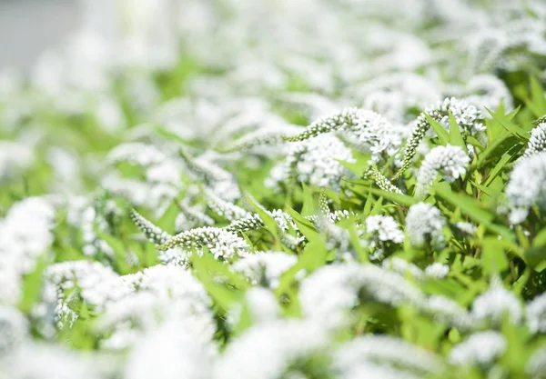 Fält Whote Blomma Blommor Blomning Bakgrund Nice Suddiga Blommor Bakgrund — Stockfoto