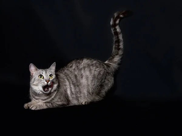 Серая Красивая Кошка Темном Фоне Домашнее Животное Студии Портрет Серого — стоковое фото