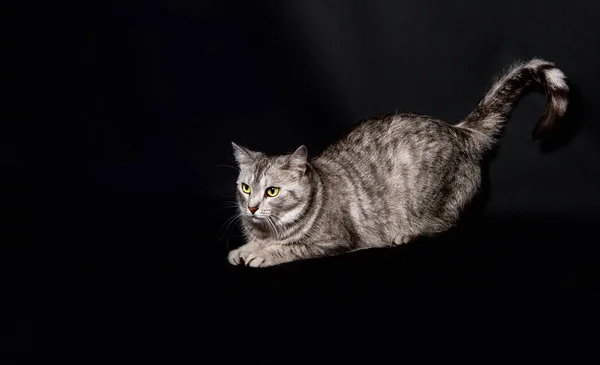 Серая Красивая Кошка Темном Фоне Домашнее Животное Студии Портрет Серого — стоковое фото