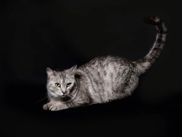 猫孤立在黑暗的背景 猫肖像特写 猫在工作室与广告和文本的空间 — 图库照片