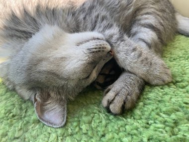 Kanepede uyuyan kedi, uyuyan kedi yakın, küçük uykulu tembel kedi yavrusu, uykulu evcil kedi yakın, ev rahatlatıcı kedi, uyuyan kedi portresi, tembel hayvan. Tatlı rüyalar