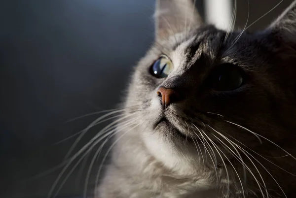 Πορτρέτο Της Γάτας Κοιτάζοντας Προς Πάνω Ωραίο Χαμηλό Φως Κλειδί — Φωτογραφία Αρχείου