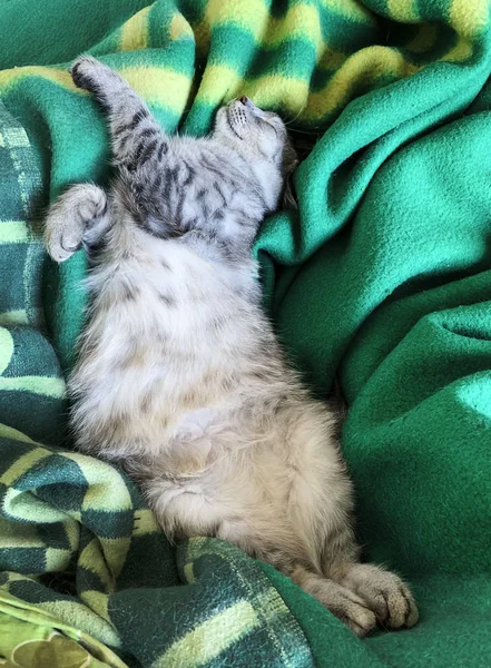 睡猫在沙发上 睡猫脸闭上 小困懒小猫 昏昏欲睡的家猫特写 家养放松的猫 睡觉的小猫的肖像 懒惰的动物 甜蜜的梦 — 图库照片