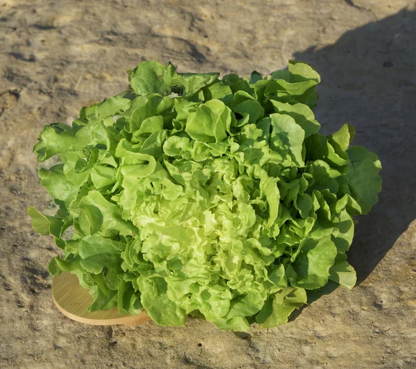 Green Fresh Letuce Isolated Rocky Background Fresh Letuce Collected Eco — Stock Photo, Image