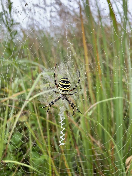 黄蜂蜘蛛 Argiope Bruennichi 孤立在草丛中 是一种分布于中欧 北非和亚洲部分地区的蜘蛛 形成螺旋状的蜘蛛网 — 图库照片