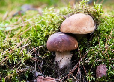 Ormandaki Boletus mantarları, parlak, bulanık bir arka planda izole edilmiş. Vahşi orman. Boletus bul