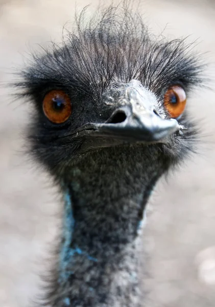 Portret Van Australische Vogelemu Vreemde Nieuwsgierige Vogel Australische Fauna Australische — Stockfoto