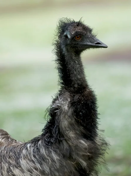 Portret Van Australische Vogelemu Vreemde Nieuwsgierige Vogel Australische Fauna Australische — Stockfoto