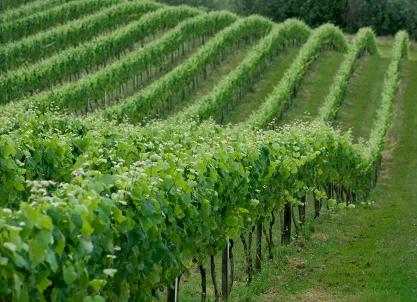 Vineyard Scenic View Vineyards New Zealand Vineyards Areas Land Grapes — Stock Photo, Image