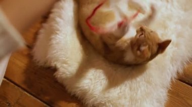 Bir yavru kedi ile oynarken kız. İş parçacığının kırmızı top. Noel hediyesi. Ev konfor.