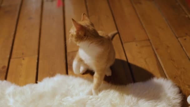 Meisje speelt met een kitten. Rode bal van wol. De gift van Kerstmis. Home comfort. — Stockvideo