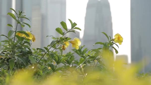 City landscape of Hong Kong. — Stock Video