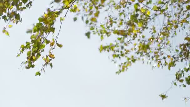 Birch branches swaying in the wind — Stock Video