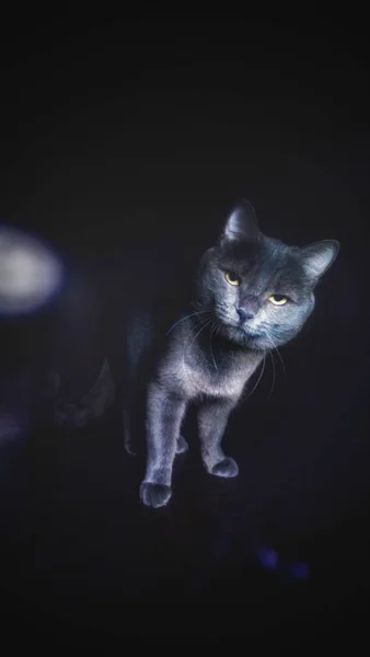 Gato Estrito Olhos Fundo Escuro — Fotografia de Stock