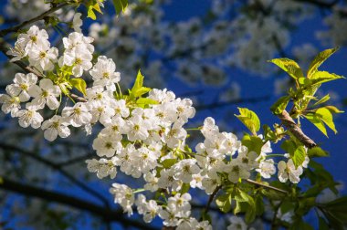 çiçek açan çiçekler, seçici odak