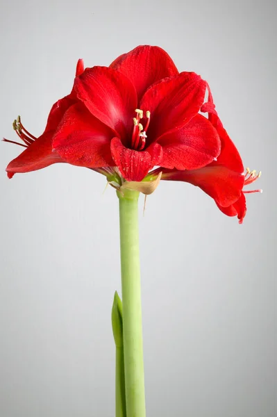 Çiçeğin Yakın Çekim Seçici Odak — Stok fotoğraf