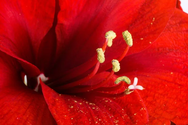 Çiçeğin Yakın Çekim Seçici Odak — Stok fotoğraf