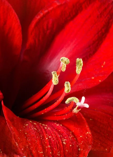 Close Flower Selective Focus — Stock Photo, Image