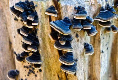 Ağaç gövdesinde mantar manzarası