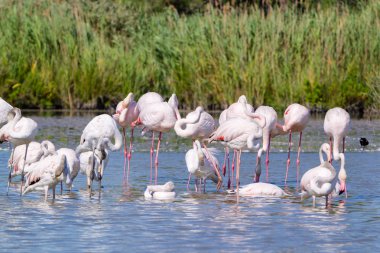 Pembe flamingolar, Camargue, Fransa