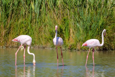 Pembe flamingolar, Camargue, Fransa