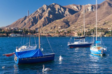 farklı hayvanlar, seçici odaklanma