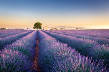 Provence, Fransa'da Lavanta Tarlaları