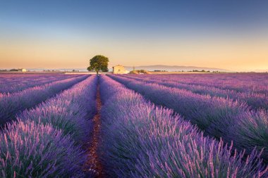 Provence, Fransa'da Lavanta Tarlaları