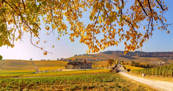 秋のランゲの景色 ピエモンテ イタリア — ストック写真