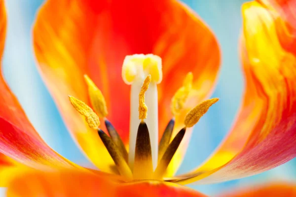 Close Tulip Flower Petals Selective Focus — Stock Photo, Image