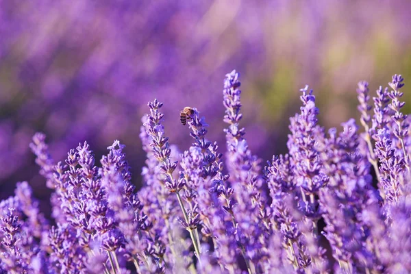 Fields Lavender Provence France — Stock Photo, Image