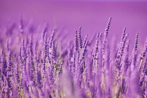 Provence Fransa Lavanta Tarlaları — Stok fotoğraf