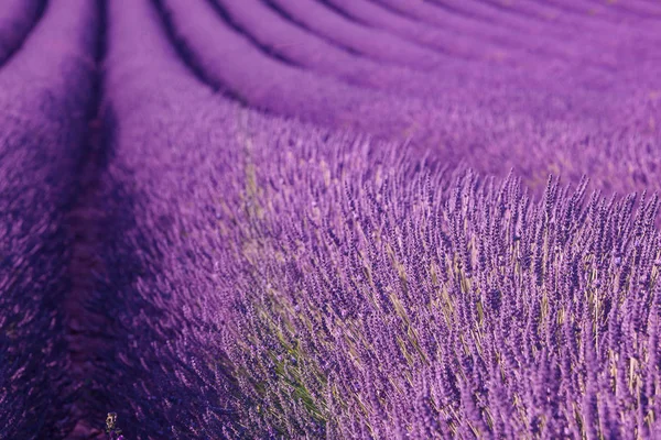 Lavendelfält Provence Frankrike — Stockfoto