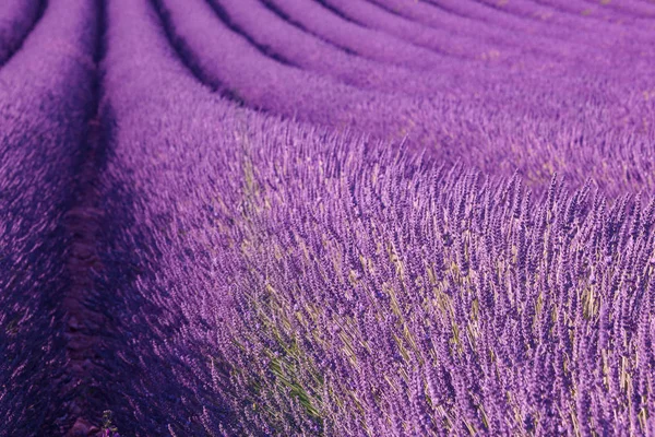 Pole Levandule Provence Francie — Stock fotografie