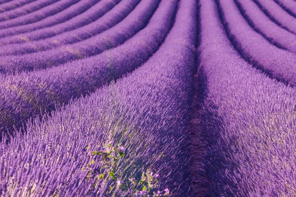 Pole Levandule Provence Francie — Stock fotografie