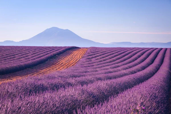 Lavendelfält Provence Frankrike — Stockfoto