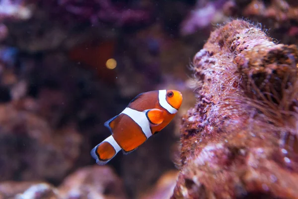 pesce pagliaccio, nemo doğal görünümü