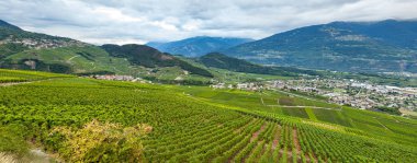 İsviçre Alplerinin altındaki üzüm bağları