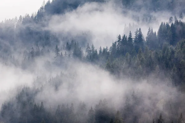 Köknar Ağaçlı Sisli Dağlar Telifsiz Stok Fotoğraflar