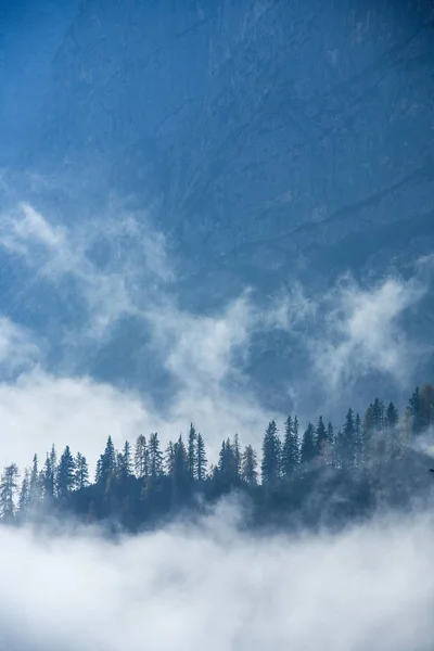 Montañas Niebla Con Abetos — Foto de Stock