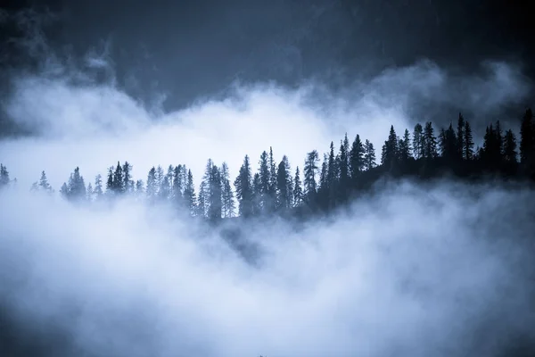 Vista Panorámica Del Bosque Oscuridad — Foto de Stock
