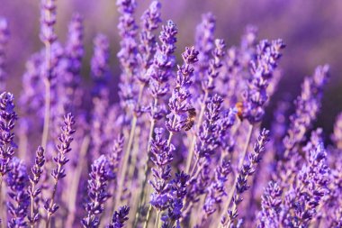 Provence, Fransa'da Lavanta Tarlaları