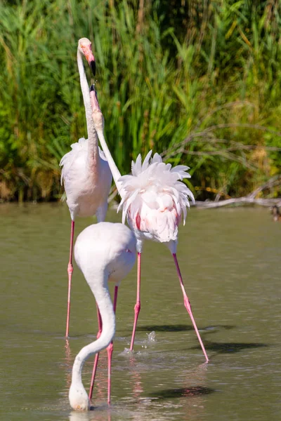 Pink Flamingos Camargue Francja — Zdjęcie stockowe