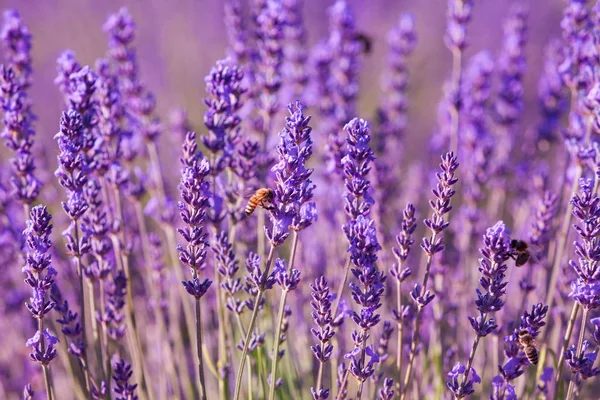 Campos Lavanda Provence Francia — Foto de Stock